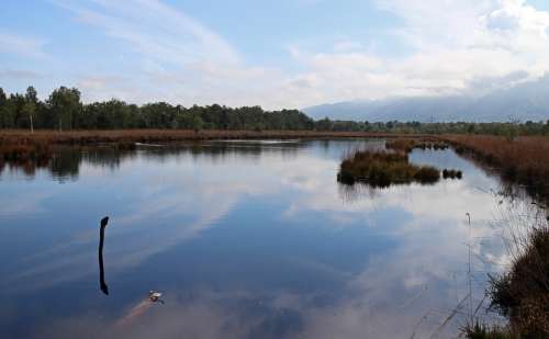 Landscape Heide Moor Swamp Nature Autumn