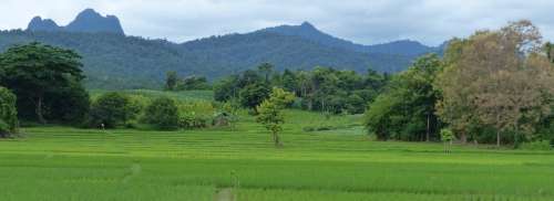 Landscape Rice Thailand