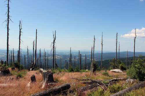 Landscape Trees Nature Summer Heaven Stump