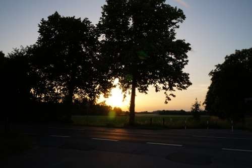 Landscape Trees Nature Road Asphalt