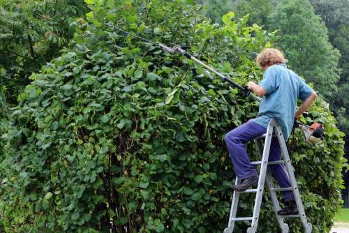 Landscape Gardener Gardener Workers Garden Hedge