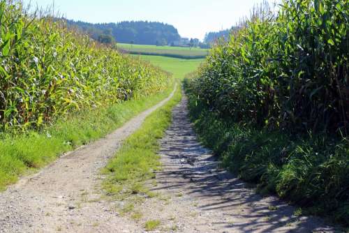 Lane Corn Cornfield Away Dirt Track Agriculture