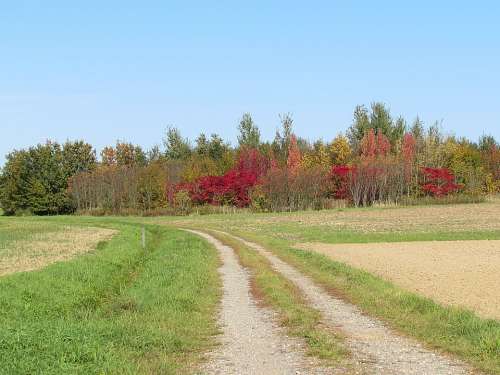 Lane Trees Landscape Autumn Fields