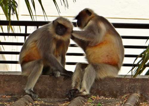 Langur Monkey Animal Hanuman Karnataka Dharwad