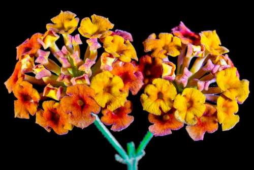 Lantana Lantana Camara Ornamental Plant Orange