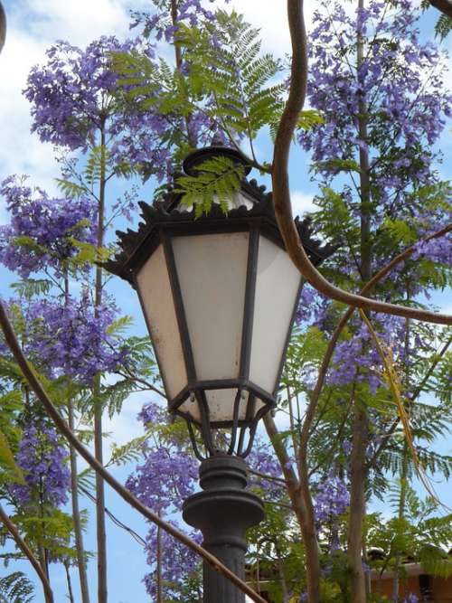 Lantern Jacaranda Mediterranean South Blossom Lamp