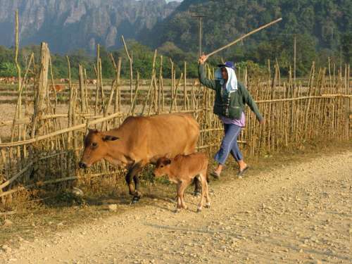 Laos Vang Vieng Animals Animal Cow Calf