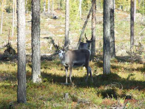 Lapland Reindeer Terrain Forest Autumn