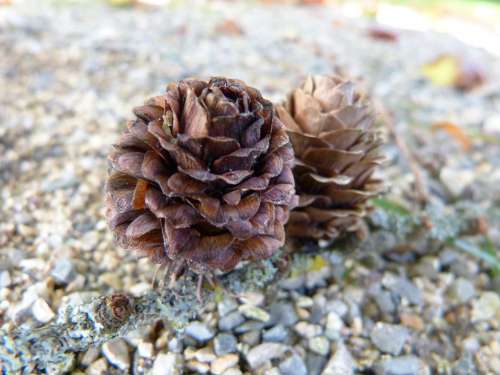 Larch Larch Cones Tree Conifer Tap Brown