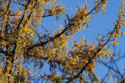 Larch Tree Yellow Sky Blue