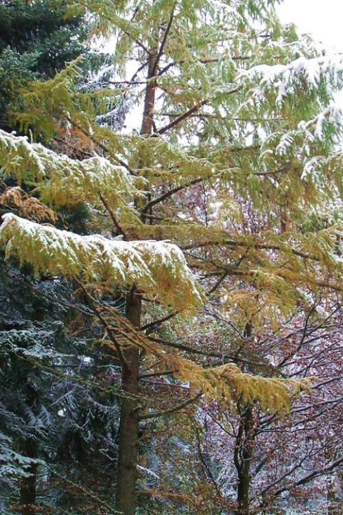 Larch Snow Winter Tree Wintry Snowy Conifer
