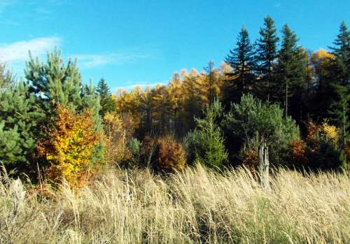 Larch Golden Conifer Emerge Autumn Forest