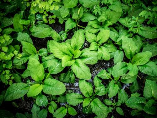 Large Broad Leaf Plant Leaves Lush Colorful Green