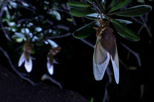 Large Brown Cicada Emergence Cicada
