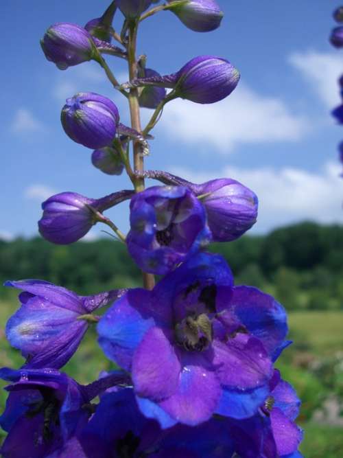 Larkspur Blossom Bloom Blue Violet Sky Blue