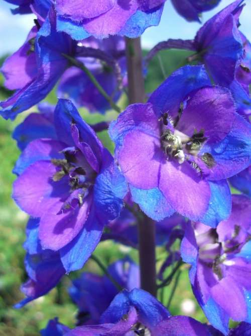 Larkspur Blossom Bloom Blue Violet
