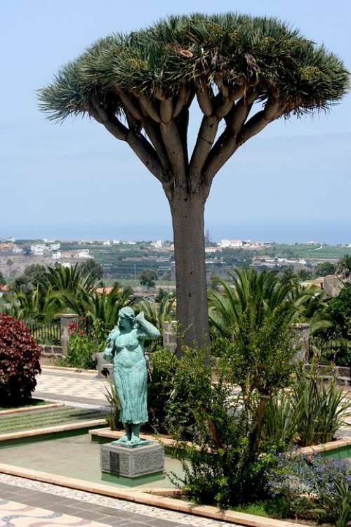 Las Palmas Mediterranean Spain Statue Tree