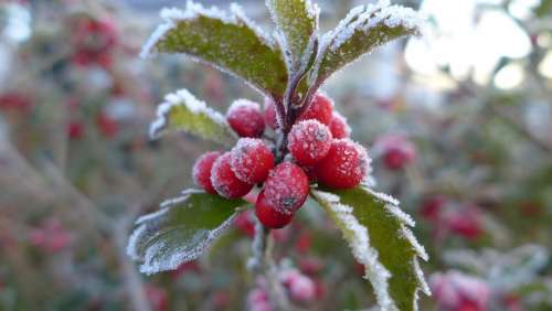Late Autumn Ripe Hoarfrost Berries Red Cold