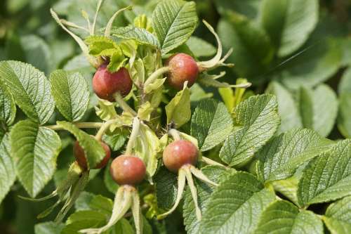 Late Summer Rose Hip Wild Rose Fruit Dog Rose