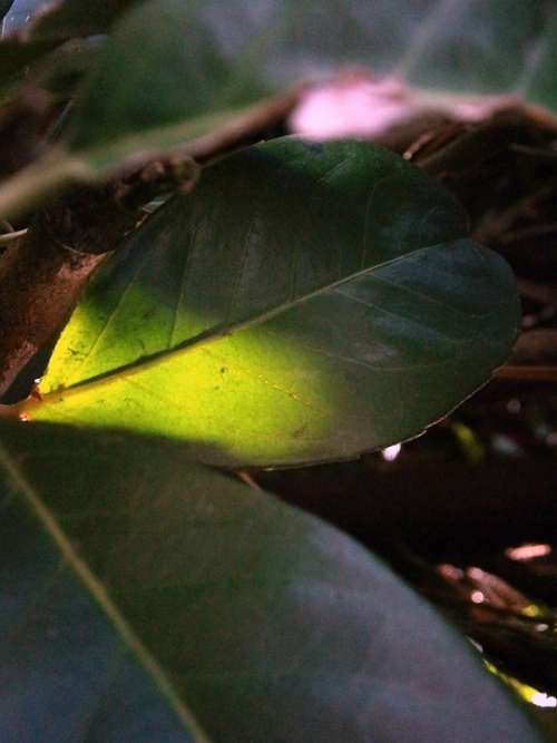 Laurel Leaf Illuminated Light Green Sunbeam Sun