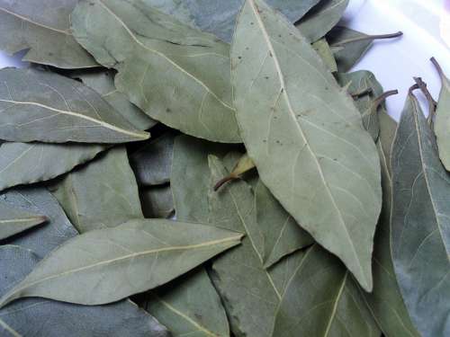 Laurel Aromatic Herbs Spices Laurels
