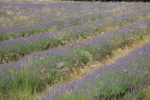 Lavender Provence South