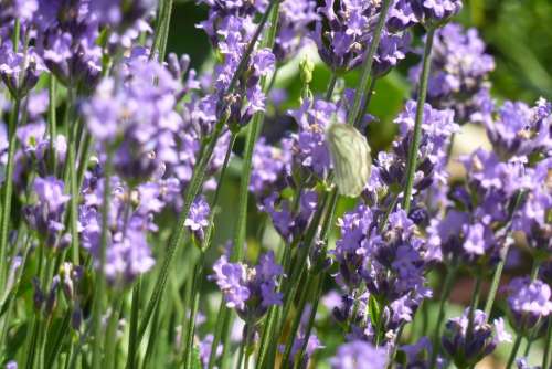 Lavender Fragrance Flowers Purple