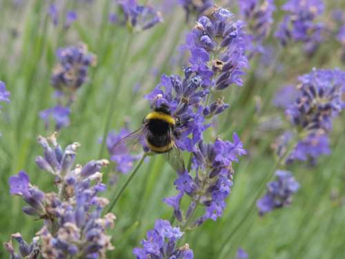 Lavender Hummel Bee Lavender Flowers Insect Purple