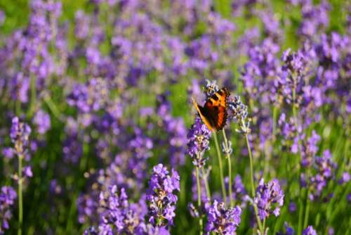 Lavender Butterfly Herbs Flower Nature