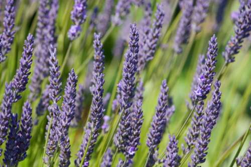 Lavender Flowers Background Wallpaper Plant Bush