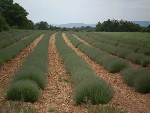 Lavender Field Provence