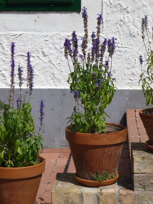 Lavender Flowerpot Stone Stairway Wall
