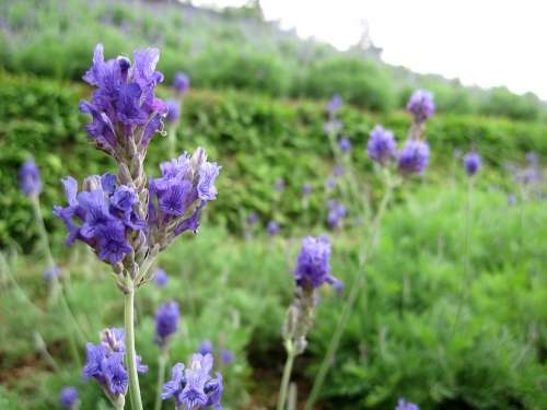 Lavender Plant Hillside