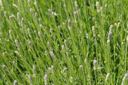 Lavender Background Green Structure Bud Texture