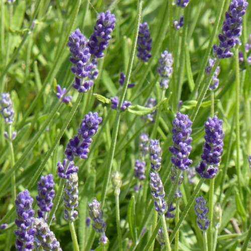 Lavender Field Plant Purple Flowers Fragrance