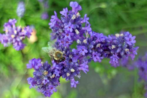 Lavender Blossom Bloom Lavender Flowers Flora