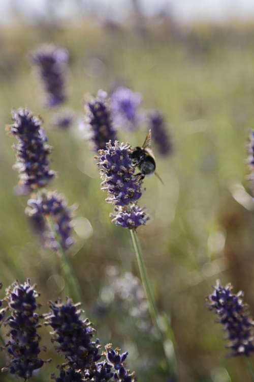 Lavender Bumblebee Summer Insect Flower Nature