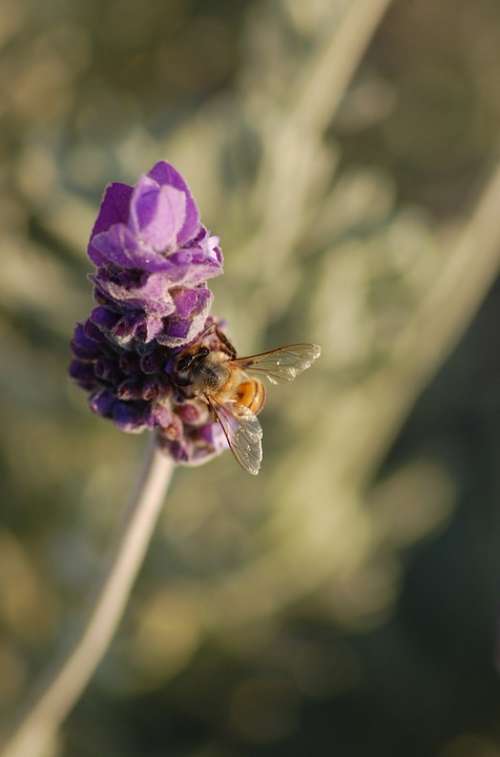 Lavender Garden Bee Pollen