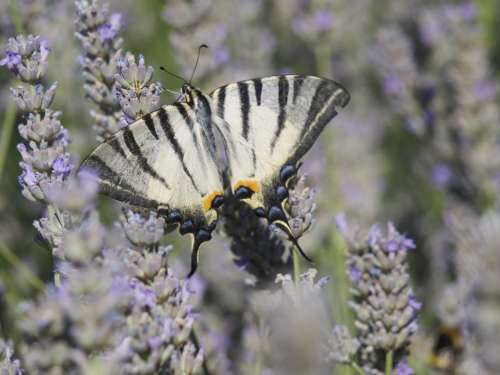 Lavender Butterfly Scented Plant