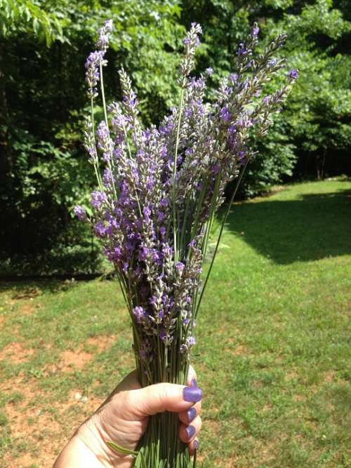 Lavender English Herbs Summer Flowers Aroma