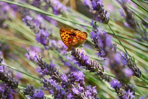 Lavender Butterfly Purple Nature Insect Orange