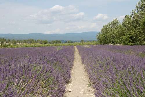 Lavender France Mediterranean Provence