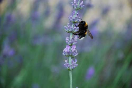 Lavender Tihany-Peninsula Oil