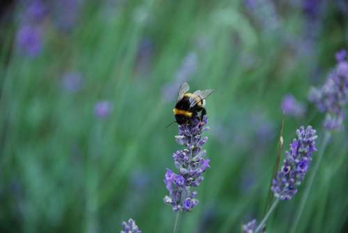 Lavender Scent Pollination