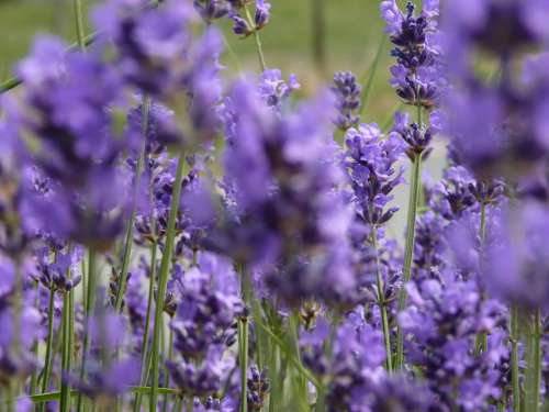 Lavender Flowers Scents Summer Field Violet