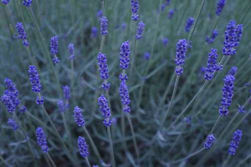 Lavender Purple Flowers