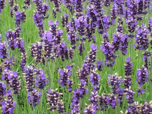 Lavender Purple Lavender Bunch Flower Blossom