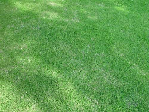 Lawn Shady Grass Landscapes Nature