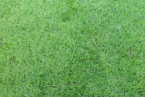 Lawn Green Garden Wallpaper Grass