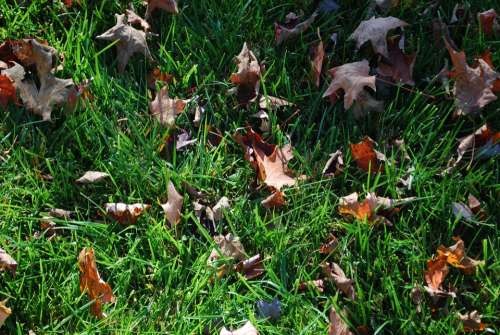 Lawn Green Turf Grass Fall Seasonal Sunny Day